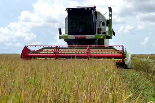 Cooperativa floridana arriba a los 100 mil quintales de arroz cosechados. Foto: Archivo